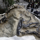 Image for article titled Will This Fossil of Two Dueling Dinosaurs Ever Make it to a Museum?